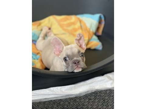Exotic french bulldog renk yavrum