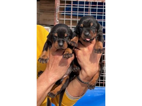 Doberman yavrularımız