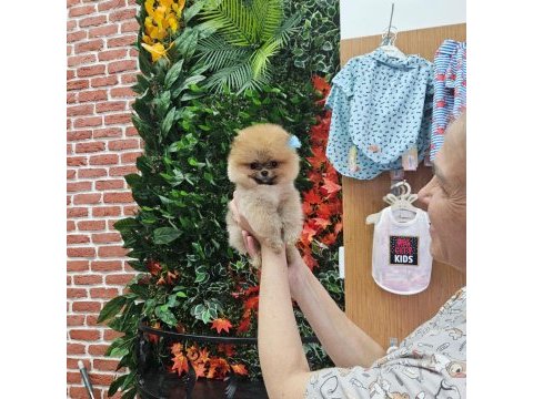 Pomeranian yavrular