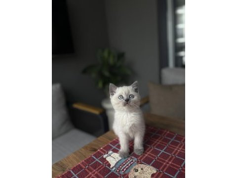 Brıtısh shorthair blue point yavrularım 