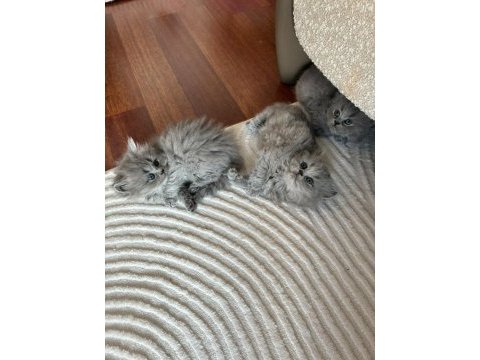 Orijinal british shorthair ve longhair