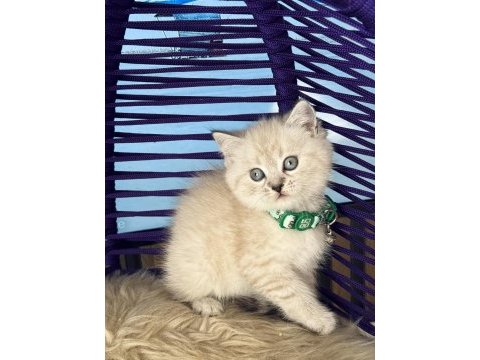 British shorthair lynx point yavrular