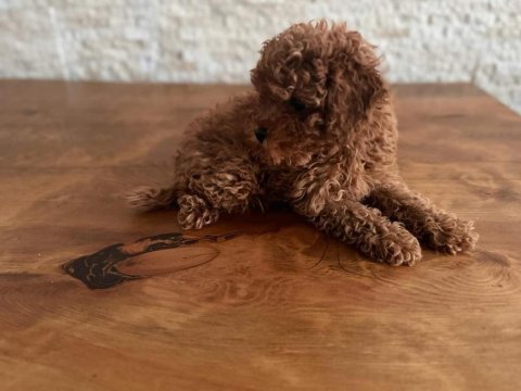 Ev ortamında sağlıklı sevimli toy poodle yavrularımız