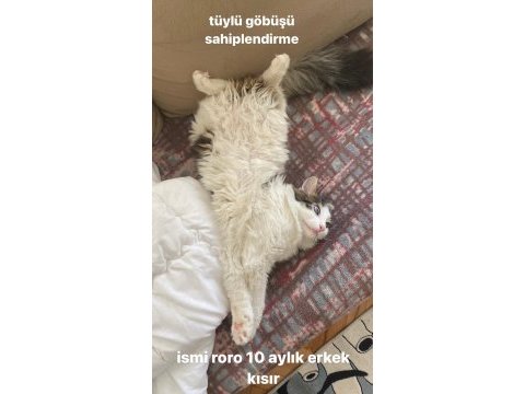 1 yaşında erkek kısır oyuncu tekir kedim