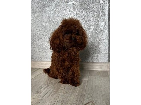 Kore poodle yavrular