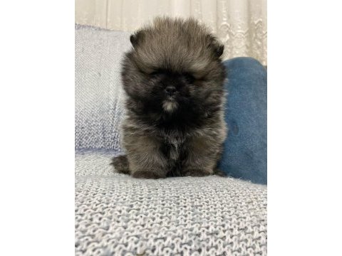 Pomeranian bebekler yeni yuvasını bekliyor