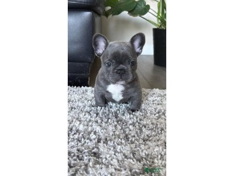 Irk ve sağlık garantili french bulldog