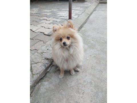Pomeranian spitz