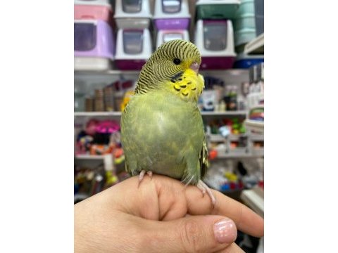 Ele omuza alıştırmalık muhabbet kuşlarımız 