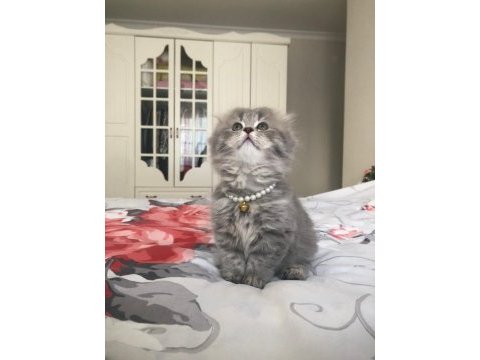 Sahiplendirme scottish fold kedisi