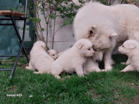 Bir-birinden güzel rus samoyed yavrular