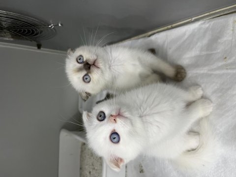 Scottish fold orjinal top kafa yavrular