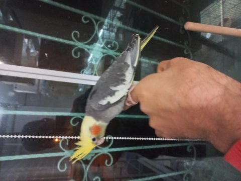 El besleme sultan papağanı yavrular
