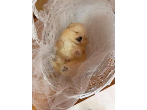 İzmirin pomeranian boo minik boy
