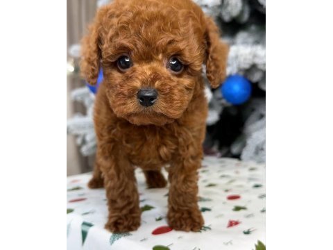 Gerçek kore teacup toy poodle