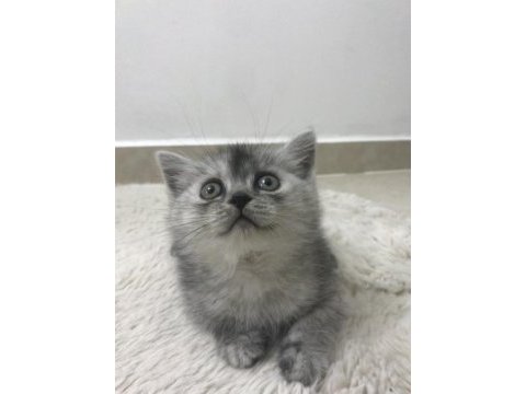 Yavru masum british shorthair