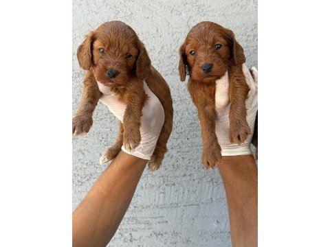 Maltipoo yavrularımız büyüdü