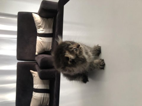 Yavru scottish fold