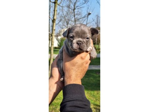 French bulldog yavrularımız