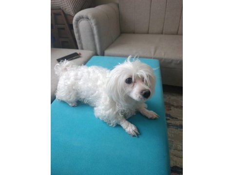 Pet eğitimli sevimli oyuncu maltese terrier
