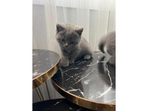 British shorthair yavrular gönderim mevcut
