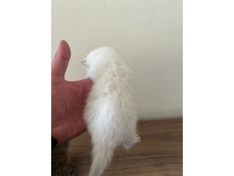 2 adet lynx point scottish fold erkek-dişi 2 aylık