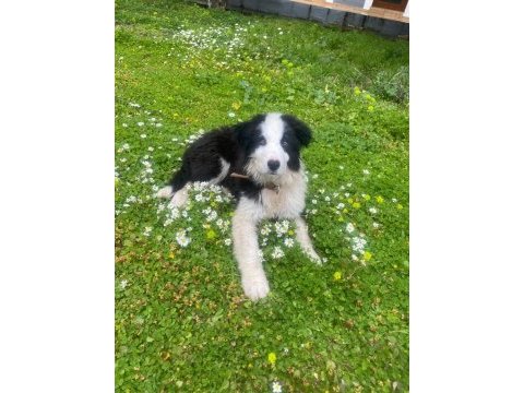 Muhteşem border collie yavrular