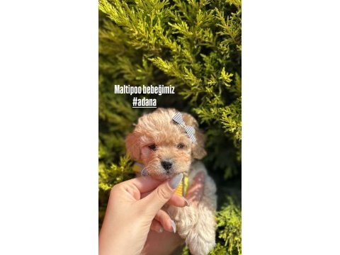 Maltipoo yavruları