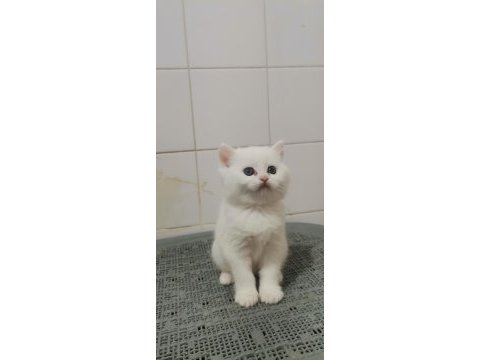 Teslime hazır bebek british shorthair
