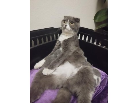 Ücretsiz scottish fold