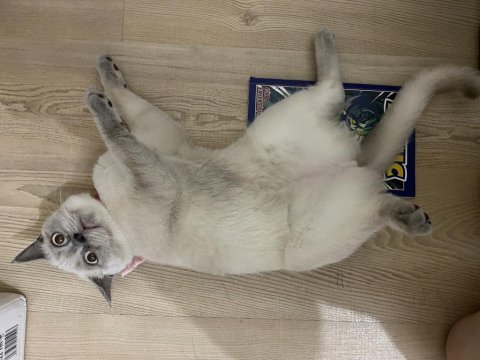7 aylık bluepoint dişi british shorthair