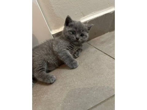 2.5 aylık scottish fold yavrular