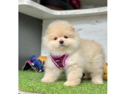 Safkan pomeranian boo bebekler