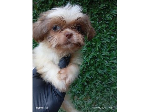 Irk ve sağlık garanti shih tzu şitsu bebeğimiz
