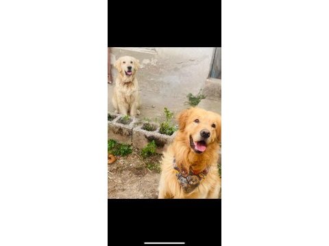 Golden retriever erkek