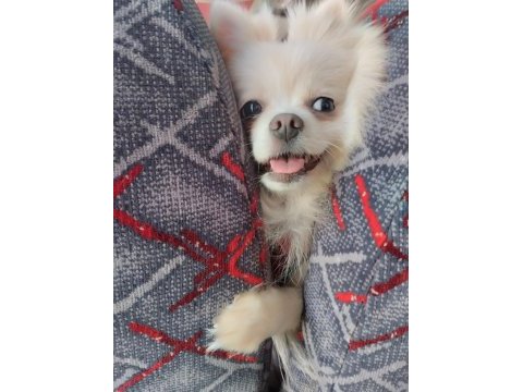 Orjinal sağlıklı ırk pomeranian boo