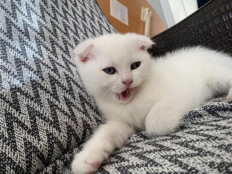 Scottish fold 1 erkek ve 1 dişi yavru
