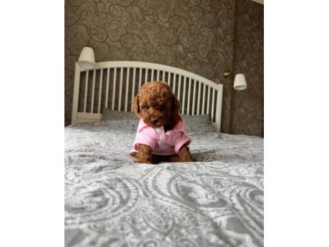Kore anne babadan orjinal poodle bebekler