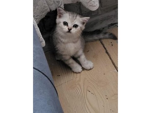 Dünyalar güzeli tatlı bebiş kedim