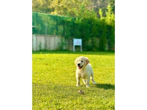 Golden retriever bebeklerimiz aşıları tam