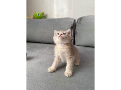 Sevimli kedicik