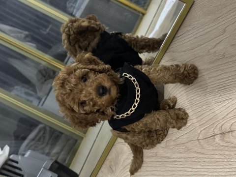 2,5 aylık aşılı tuvalet eğitimli toy poodle