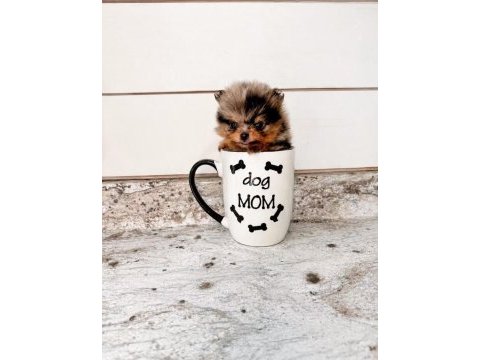 A kalite pomeranian boo merle