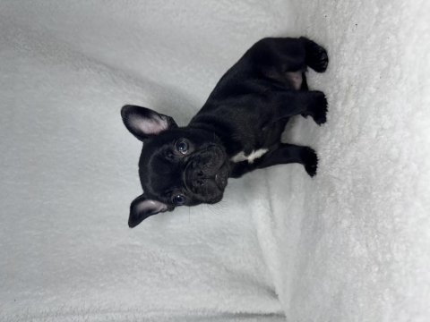 Mavi göz a kalite french bulldog yavrular