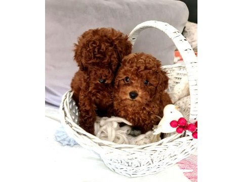 Sahibinden boy garantili orijinal red toy poodle