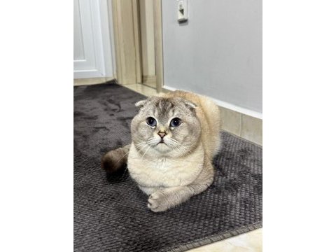 Scottish fold oğluma eş arıyorum