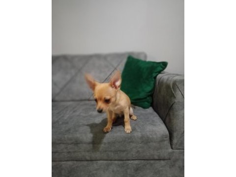 Şivava 1.5 aylık chihuahua
