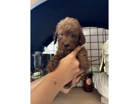 Red brown poodle dişi erkek yavrular
