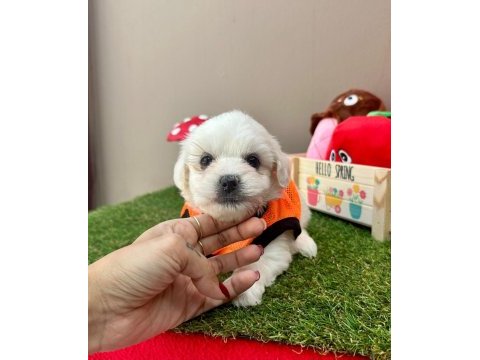 Korea maltese terrier baby cep boy