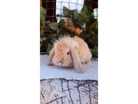 Hollanda lop ve cüce tavşan yavrular